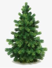 Pine tree reference image for classroom design discussion