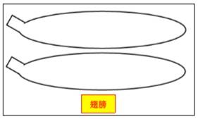 Drawing the bumblebee wing with an oval and rotated tenon