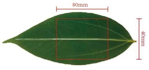 Measure the processable area of the leaf for laser engraving