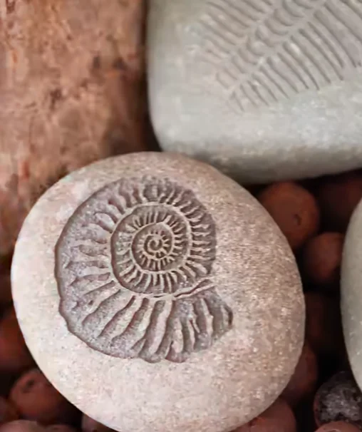 snail imitation fossil